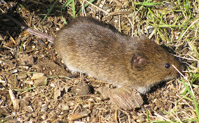 Twnsend's Vole 9247a