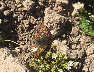 Uncompahgre fritillary butterfly (42776185535).jpg