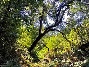 Valley oak forest