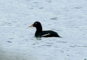 Velvet Scoter, Eyebrook Reservoir, Leics.jpg