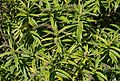 Veronica salicifolia - Jardin des Plantes