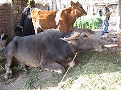 Water buffalo and cow in Egypt