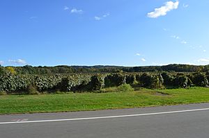 Westfield vineyards in October
