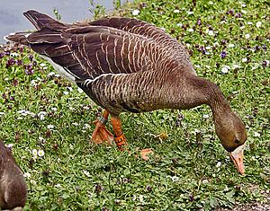 White-fronted.goose.750pix