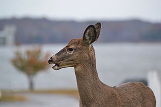 White-tailed Deer (Odocoileus virginianus) (15498893548)