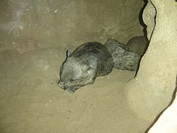 Wombat at melbourne zoo