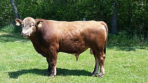 Beefalo bull
