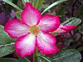 "Adenium obesum" Also known by the names "Sabi Star, Kudu, Mock Azalea, Impala Lily & Desert-rose