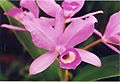 A and B Larsen orchids - Cattleya skinneri 574-24