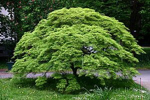 Acer palmatum BotGartenMuenster Faecherahorn 6691