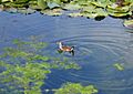 Adult Spot-flanked Gallinule