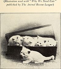 Alexander and some other cats (1929) (17923290216)