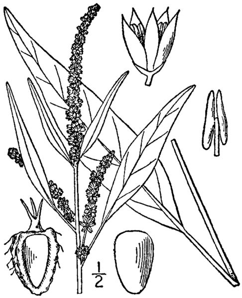 Amaranthus cannabinus BB-1913