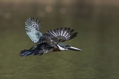Amazon kingfisher (Chloroceryle amazona) male in flight Cayo