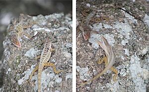 Anolis oculatus at Coulibistrie-c03