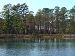 A photo of an artificial pond off of FH-111 in Apalachicola National Forest.