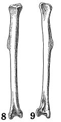 Ara autocthones holotype tibiotarsus.jpg