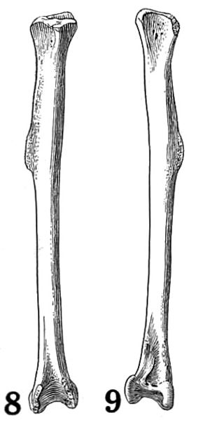 Illustration of a macaw lower leg bone