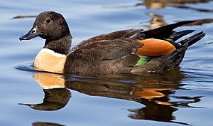 AussieShelduck