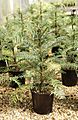 B5000316-Wollemi pine Wollemia nobilis 