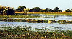 Bangweulu Swamps.jpg
