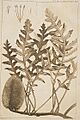 Banksia repens by Chez Dabo