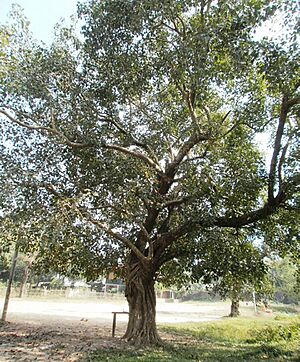 Banyan Tree Bangladesh