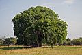 Baobab Adansonia digitata
