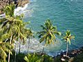 Beautiful Sea Coconut Trees