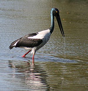 Black necked Stork I2-Bharatpur IMG 8533