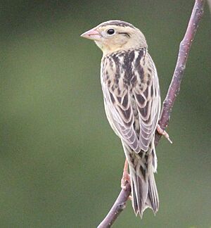 Bobolink Point Pelee (cropped)