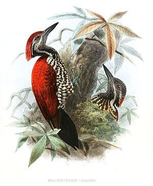 BrachypternusCeylonusLegge