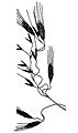 Bromus arenarius HC-1950-1