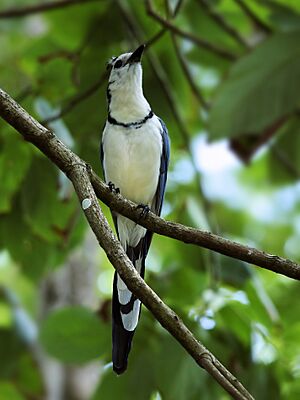 Calocitta formosa (Montezuma)