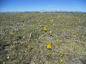 Cannibal Plateau, Powderhorn Wilderness, Hinsdale County, Colorado, USA 03