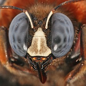 Carpenter bee head and compound eyes