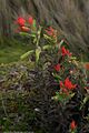 Castilleja pumila