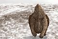 Charging woolly rhinoceros by Szymon Górnicki