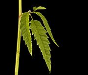 Cicuta maculata upper stem leaf, Water Hemlock, Howard County, Md, Helen Lowe Metzman 2018-07-17-13.31.32 ZS PMax UDR-Recovered (48602410012)