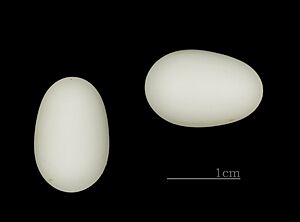 Collocalia esculenta uropygialis MHNT ZOO 2011 11 189 RdN N-Calédonie