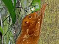 Colugo (Cynocephalus variegatus) " red " morph (8064072543)