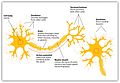 Components of neuron