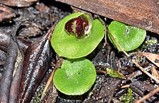 Corybas despectans leaf