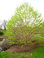 Corylus fargesii, Arnold Arboretum - IMG 6165