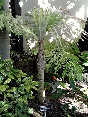Cryosophila warscewiczii - Balboa Park Botanical Building - DSC06783.JPG