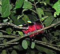 Cymbirhynchus macrorhynchos (12738083904)