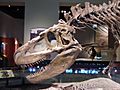 Daspletosaurus FMNH