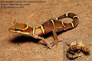 Deccan ground gecko Geckoella deccanensis by Krishna Khan.jpg