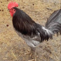 Delaware Blue rooster.png