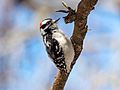 Downy woodpecker in GWC (33941)